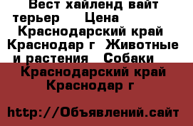 Вест хайленд вайт терьер   › Цена ­ 30 000 - Краснодарский край, Краснодар г. Животные и растения » Собаки   . Краснодарский край,Краснодар г.